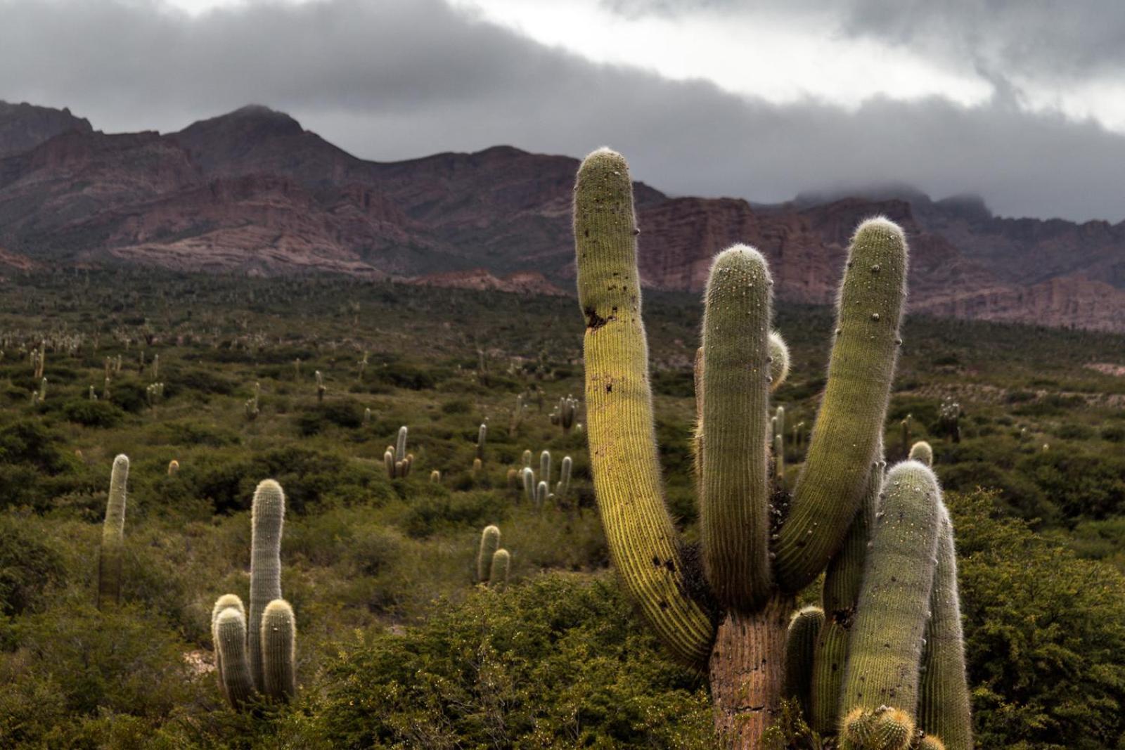 Estancia Banda Grande - Horse & Hiking Safaris Molinos Exterior photo